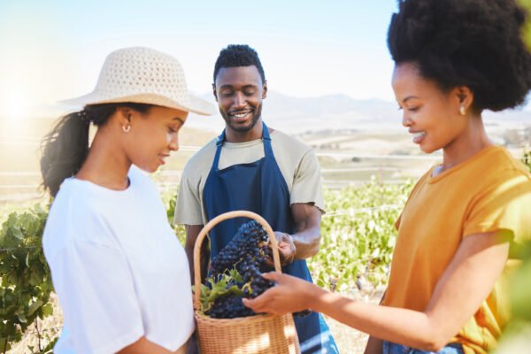 2025 wine harvest - farm workers holding fresh grapes